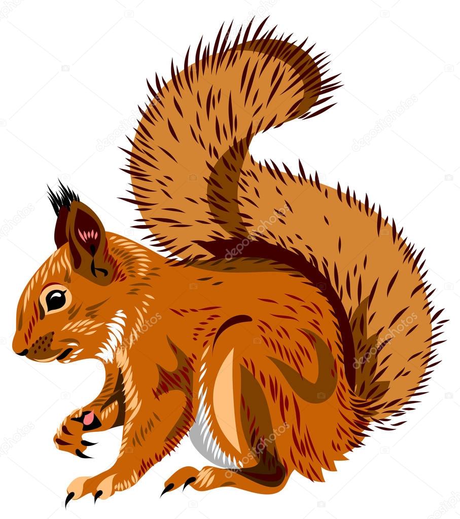 vector portrait of squirrel