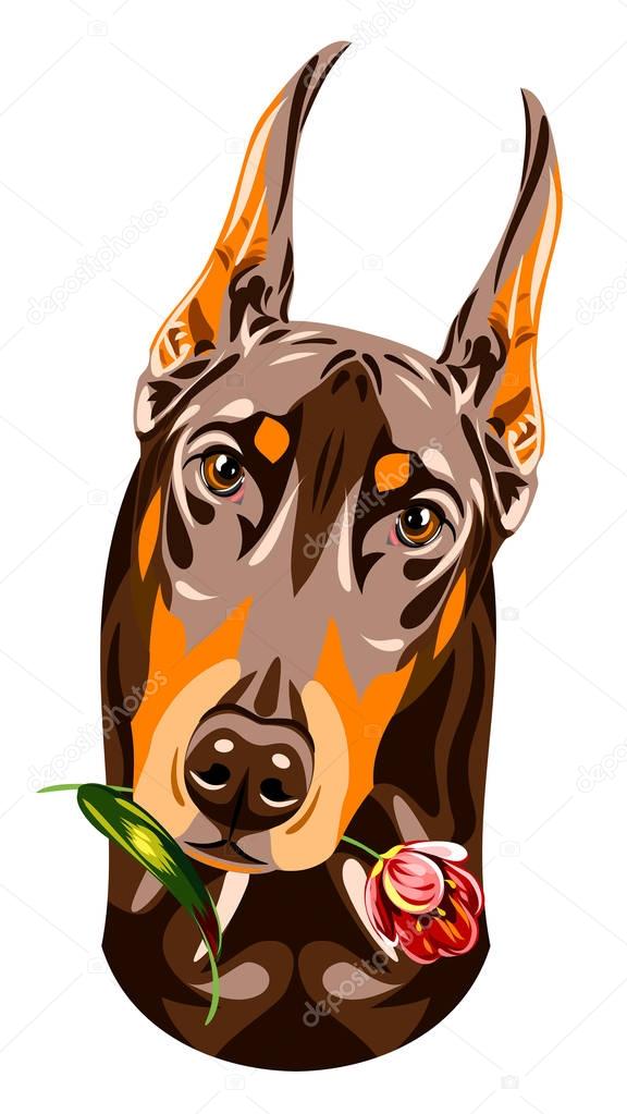 Portrait of dog Doberman with a flower in his mouth