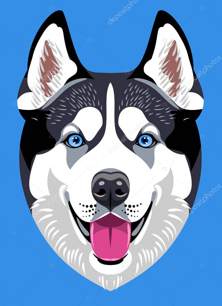 Portrait of a Husky dog breed