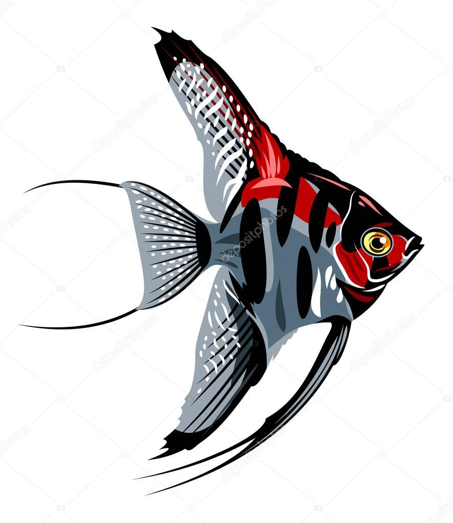 aquarium decorative fish of a scalar