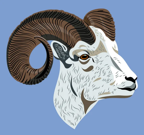 Portrait Horned Mountain Ram — Stock Vector
