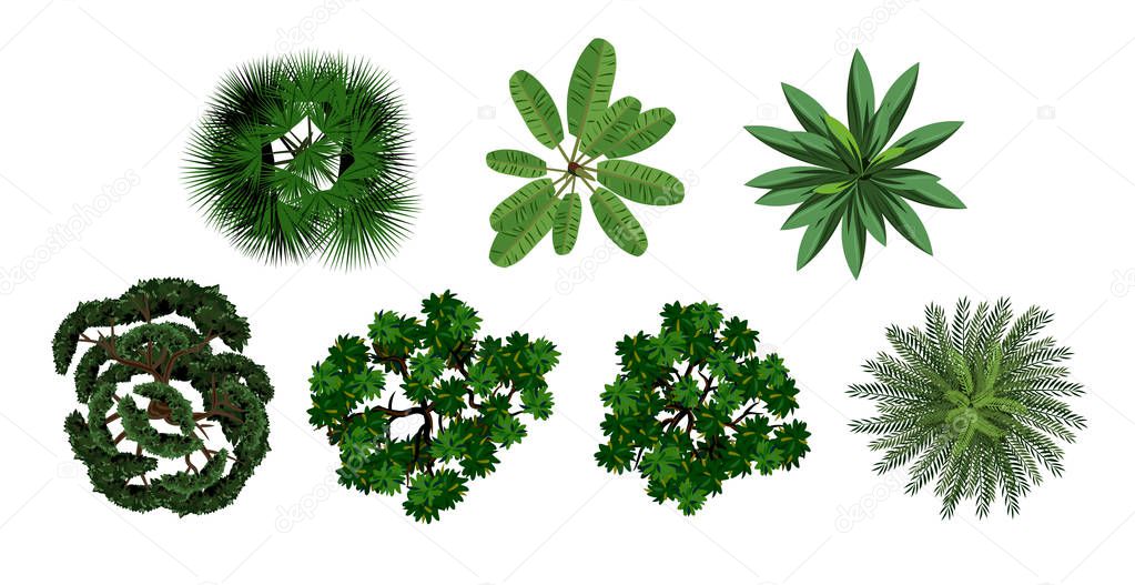 set of crown of various trees with lush foliage