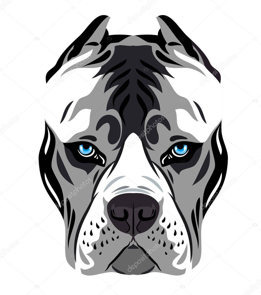 Portrait of a dog breed pit bull terrier