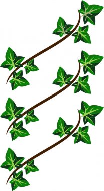 Ivy, kıvırcık dalları desen