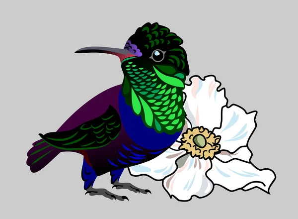 Het Beeld Van Een Exotische Vogel Kolibrie Rechtenvrije Stockillustraties