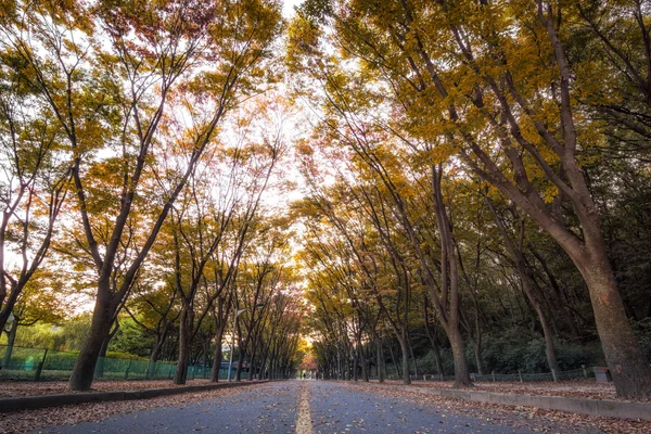 Grande parco di Incheon in autunno — Foto Stock