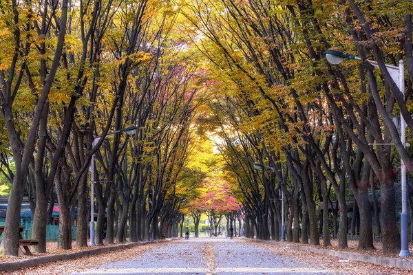 Incheon grande parco durante l'autunno — Foto Stock