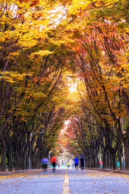 Incheon grand park sonbahar sırasında 