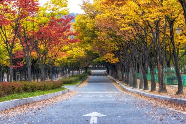 Incheon grand park sonbahar sırasında
