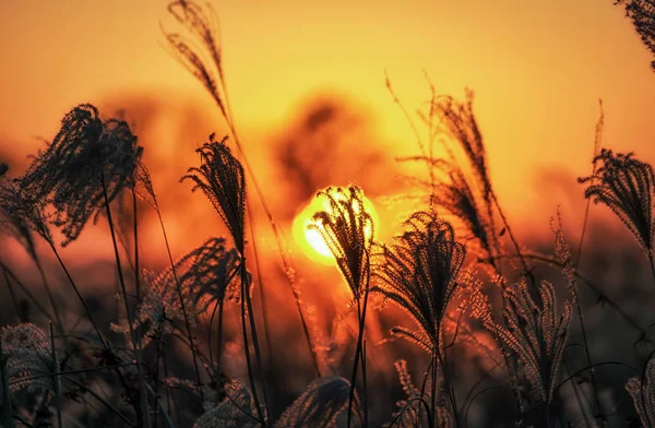 Cañas altas contra la puesta del sol — Foto de Stock