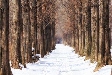 kar kaplı metasequoia yol