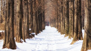 kar kaplı metasequoia yol