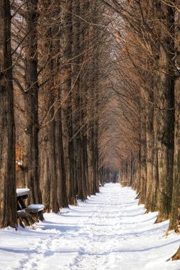 kar kaplı metasequoia yol