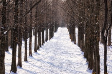 metasequoia yol haneel Park