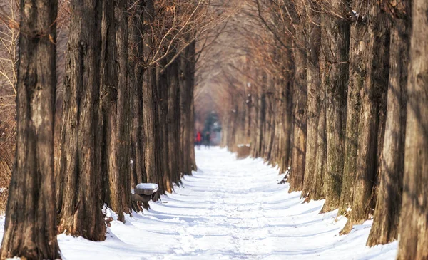 Camino cubierto de nieve metasequoia — Foto de Stock