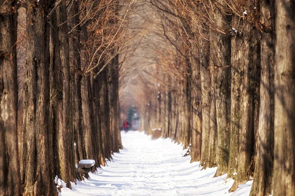 Camino cubierto de nieve metasequoia — Foto de Stock