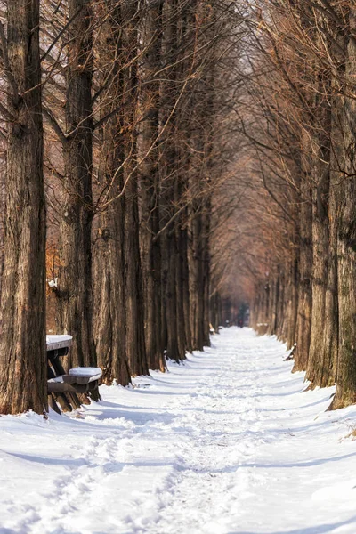 Camino cubierto de nieve metasequoia — Foto de Stock