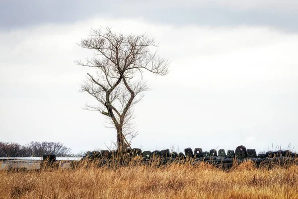 Jeju stenen parkerar lone tree gräsmark — Stockfoto