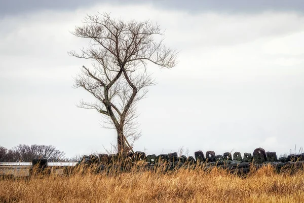 Jeju stenen parkerar lone tree gräsmark — Stockfoto