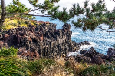 Daepo jusangjeolli cliff çam ağacı