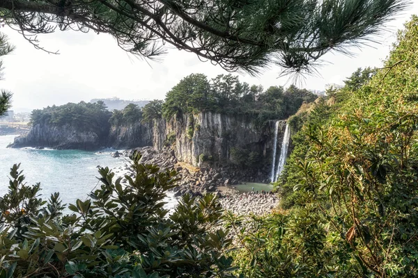 Caída de agua Jeongbang dentro del pino — Foto de Stock