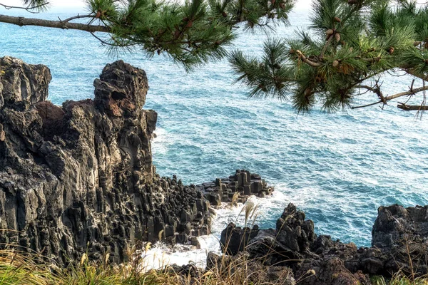 Daepo jusangjeolli-Kiefer — Stockfoto