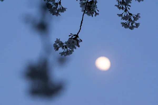 Kirschblüten in der Nacht — Stockfoto