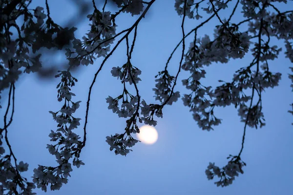 Kirschblüten in der Nacht — Stockfoto