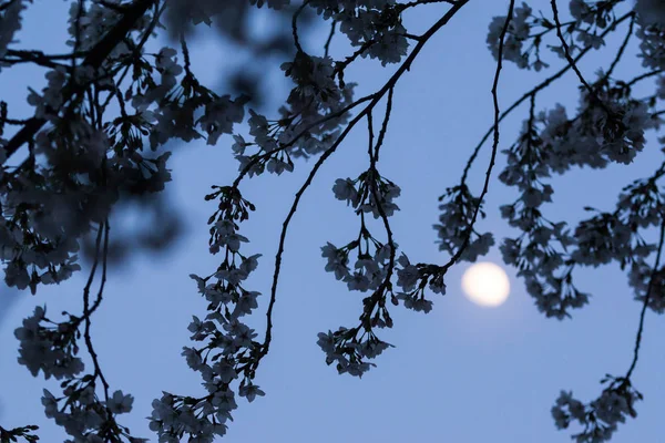 Kirschblüten in der Nacht — Stockfoto