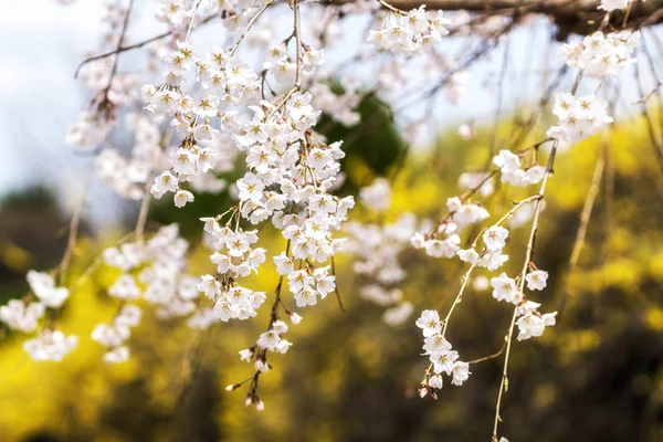 春の桜 — ストック写真