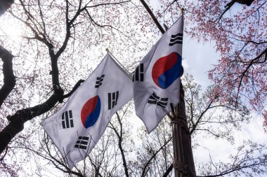 kiraz çiçekleri ile Kore bayrağı