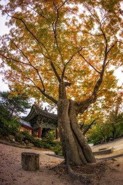 Gilsangsa Tapınağı sonbahar sırasında