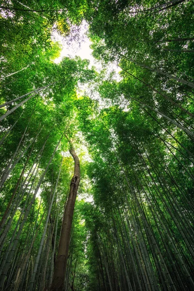Arashiyama bambu Grove — Stockfoto