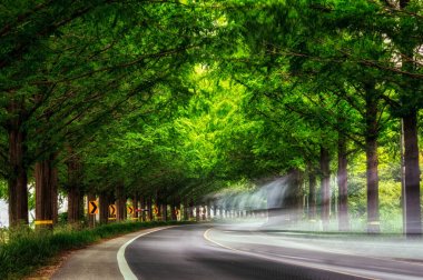 Damyang Metasequoia yol
