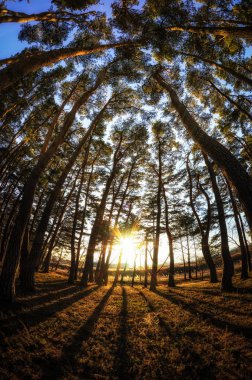 Nin Gangneung çam ağacı