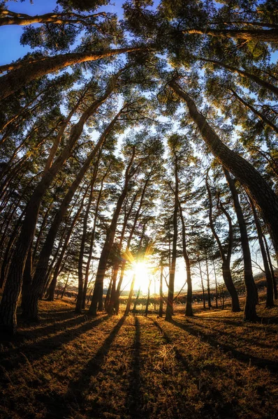 Nin Gangneung çam ağacı