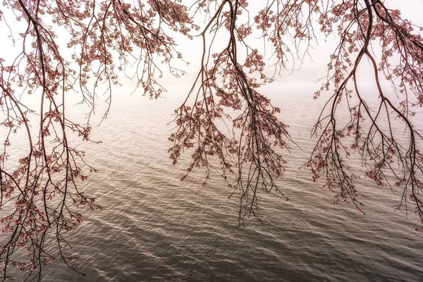Wiśniowe kwiaty wiszące w pobliżu jeziora — Zdjęcie stockowe