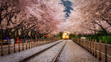 Gyeonghwa istasyonu sakura tünel