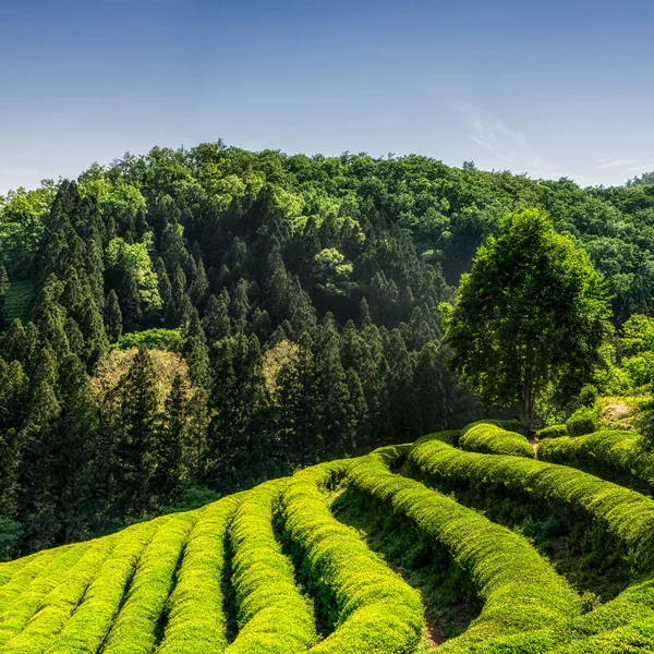 Boseong green tea field — Stock Photo, Image