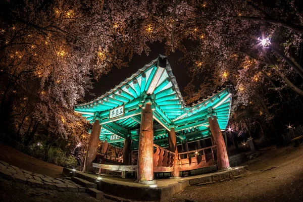 kiraz çiçekleri arasında Kore pagoda.