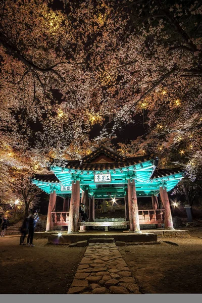 kiraz çiçekleri arasında Kore pagoda.