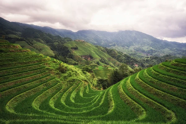 Sürem pirinç Teras