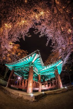 kiraz çiçekleri arasında Kore pagoda.