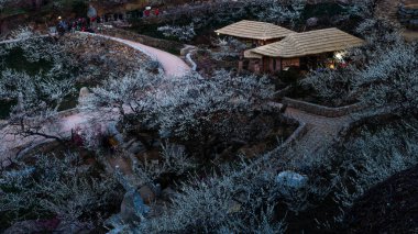 gwangyang plum flower village clipart