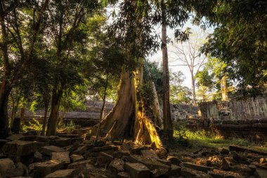 Ta Prohm in ankor wat