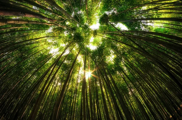 Damyang bambu ormanında — Stok fotoğraf
