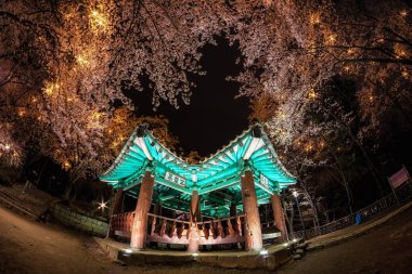 kiraz çiçekleri arasında Kore pagoda.