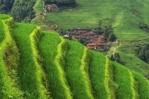 Longi rijst terras — Stockfoto