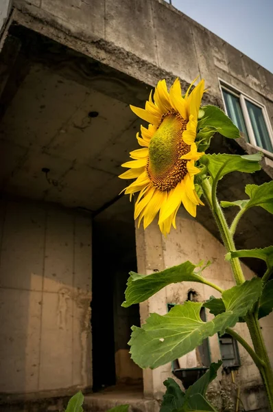 Girassol edifício abandonado — Fotografia de Stock