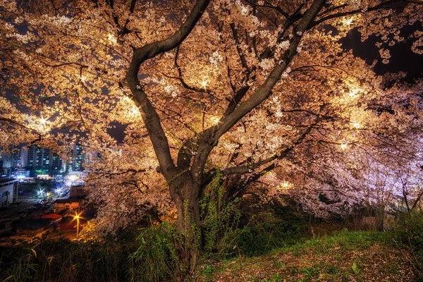 Árboles de flor de cerezo —  Fotos de Stock
